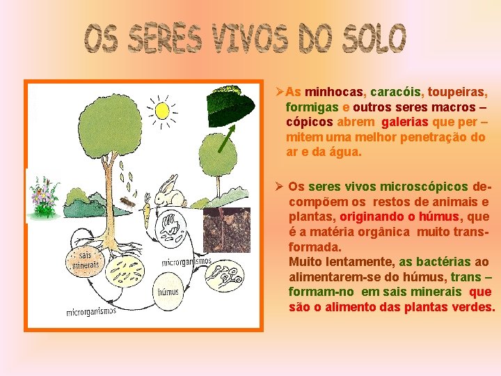 ØAs minhocas, caracóis, toupeiras, formigas e outros seres macros – cópicos abrem galerias que