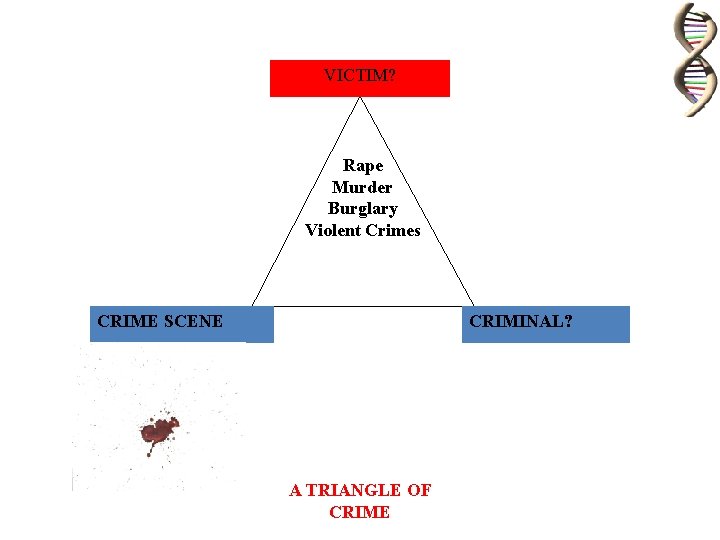 VICTIM? Rape Murder Burglary Violent Crimes CRIME SCENE CRIMINAL? A TRIANGLE OF CRIME 