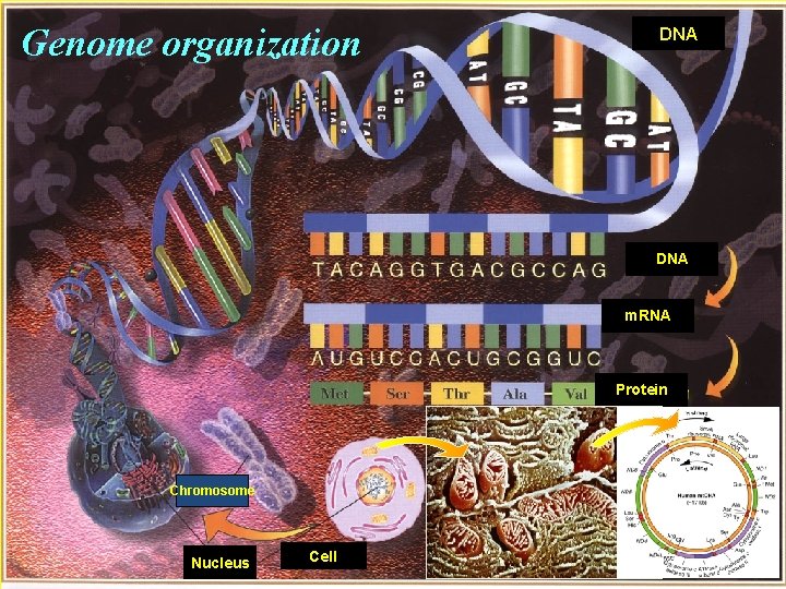 Genome organization DNA m. RNA Protein Chromosome Nucleus Cell 