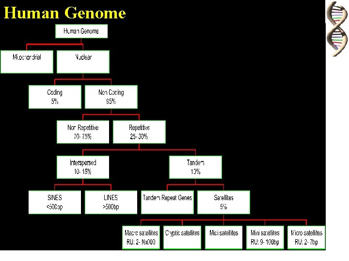 Human Genome 