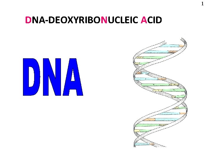 1 DNA-DEOXYRIBONUCLEIC ACID 