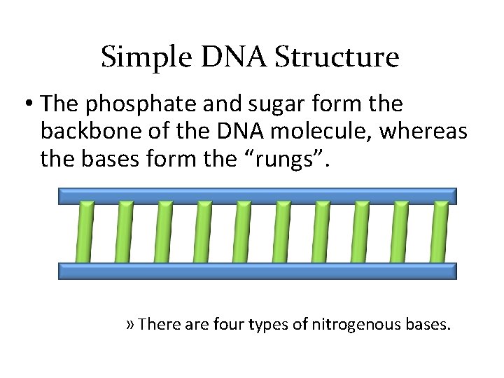 Simple DNA Structure • The phosphate and sugar form the backbone of the DNA