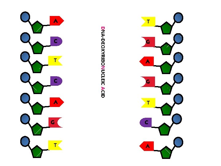 DNA-DEOXYRIBONUCLEIC ACID A T G C C G A T T A G C