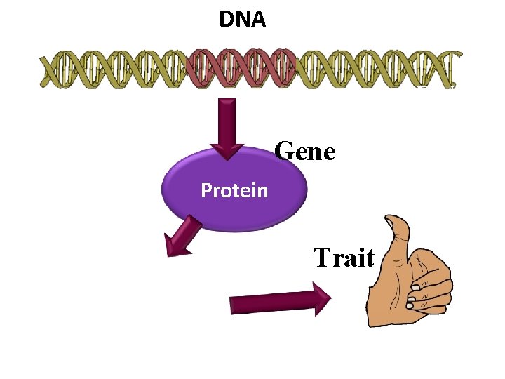 DNA Gene Protein Trait 