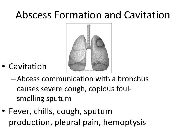 Abscess Formation and Cavitation • Cavitation – Abcess communication with a bronchus causes severe