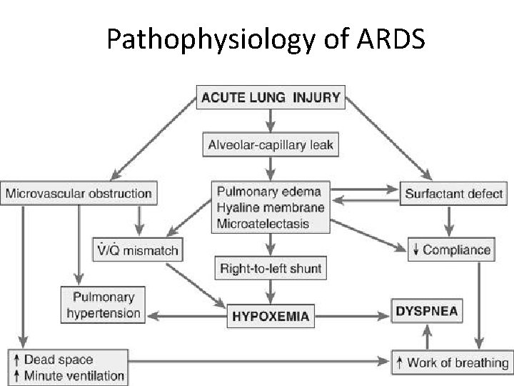 Pathophysiology of ARDS 