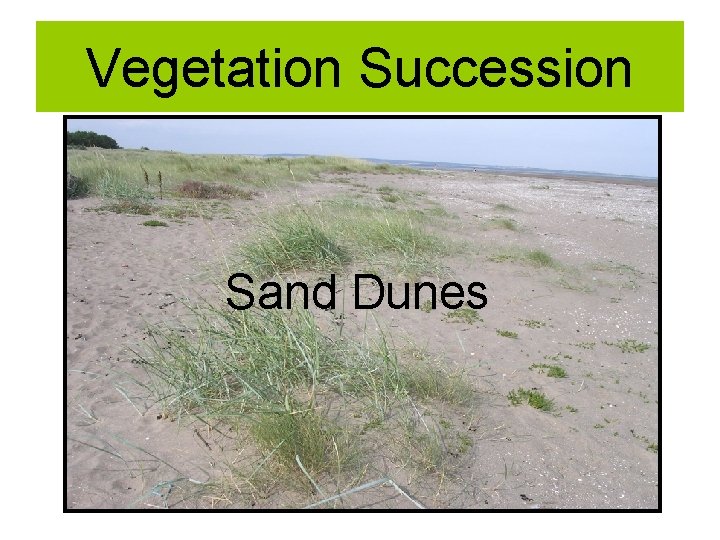 Vegetation Succession Sand Dunes 