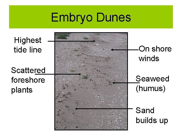 Embryo Dunes Highest tide line Scattered foreshore plants On shore winds Seaweed (humus) Sand