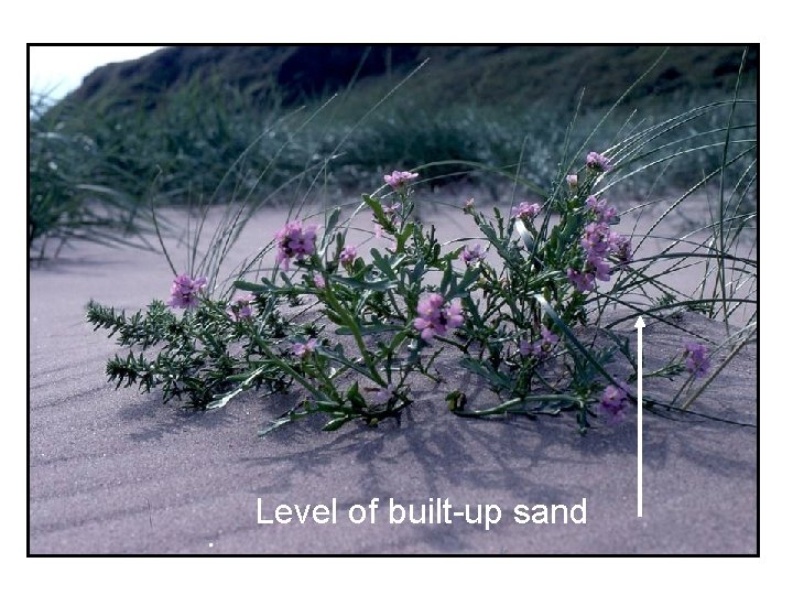 Level of built-up sand 