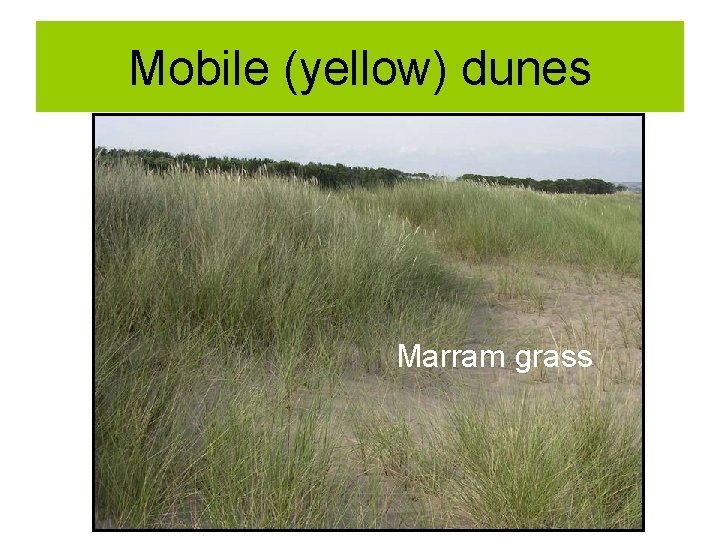 Mobile (yellow) dunes Marram grass 