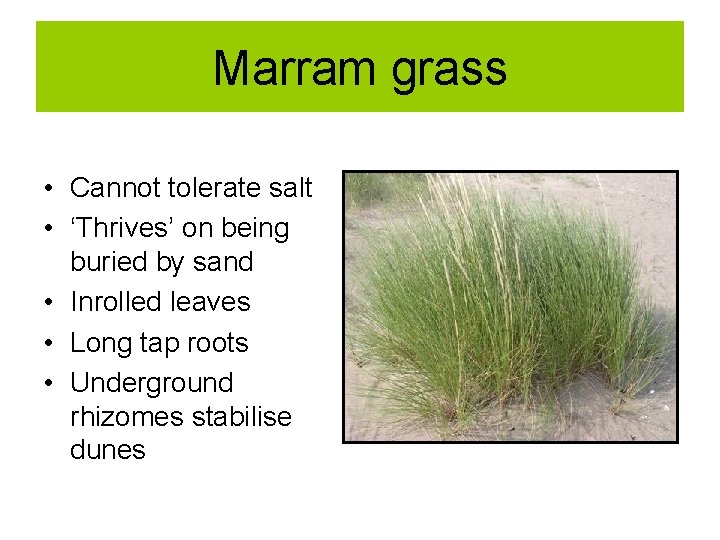 Marram grass • Cannot tolerate salt • ‘Thrives’ on being buried by sand •