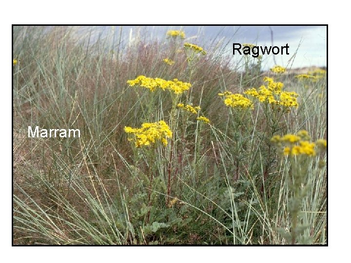 Ragwort Marram 