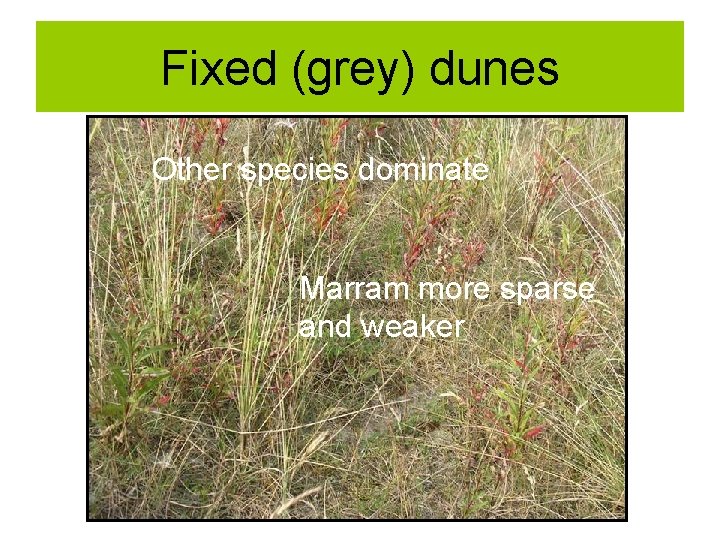 Fixed (grey) dunes Other species dominate Marram more sparse and weaker 