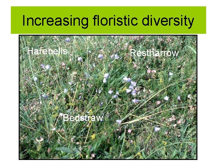 Increasing floristic diversity Harebells Bedstraw Restharrow 