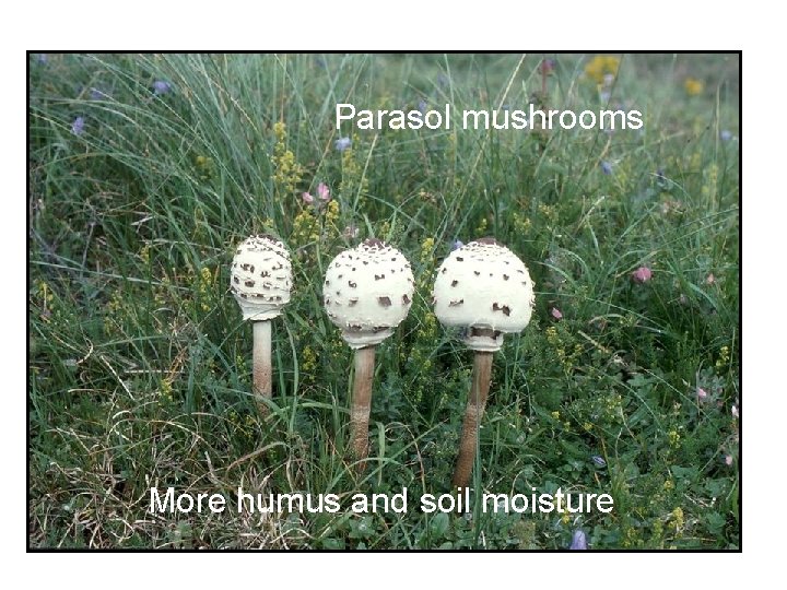 Parasol mushrooms More humus and soil moisture 