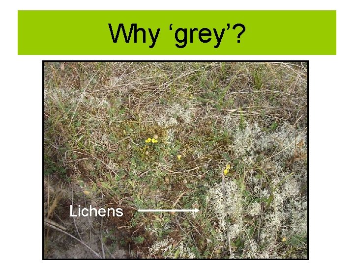 Why ‘grey’? Lichens 