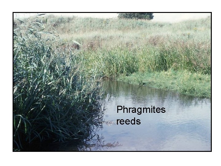 Phragmites reeds 