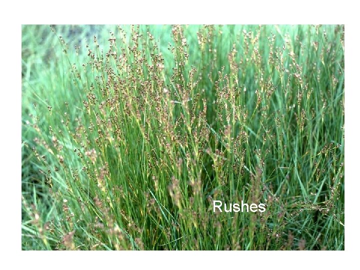 Rushes 