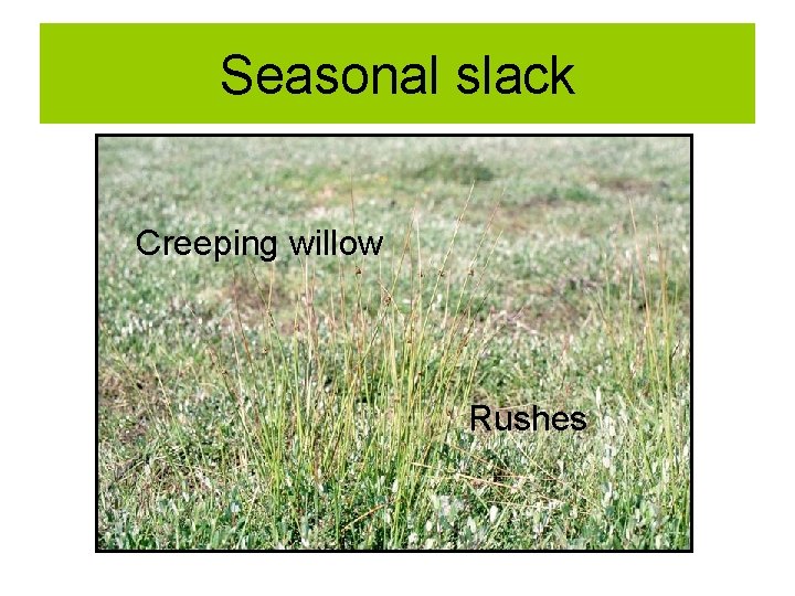 Seasonal slack Creeping willow Rushes 