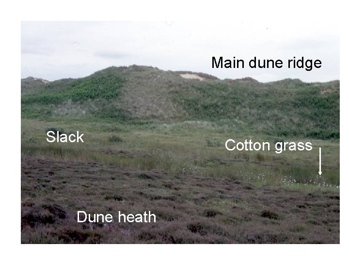 Main dune ridge Slack Dune heath Cotton grass 