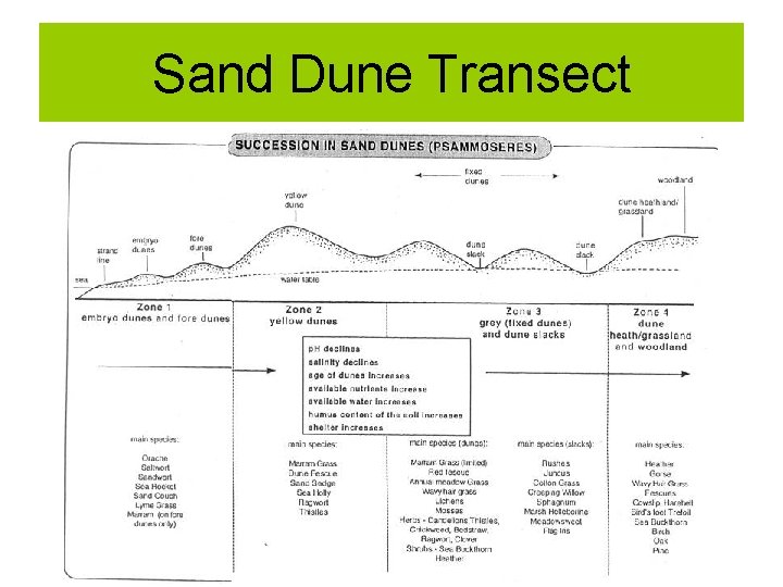 Sand Dune Transect 