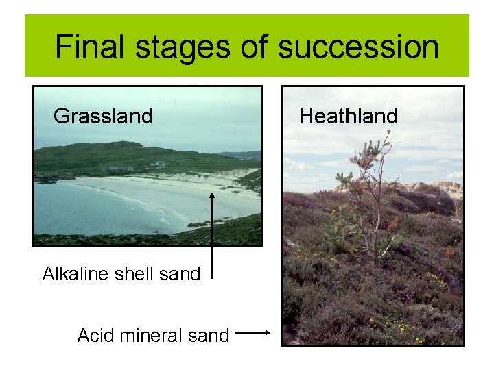 Final stages of succession Grassland Alkaline shell sand Acid mineral sand Heathland 