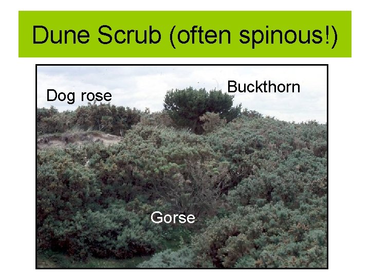 Dune Scrub (often spinous!) Buckthorn Dog rose Gorse 