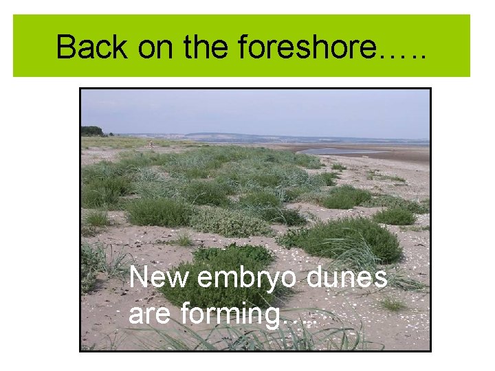 Back on the foreshore…. . New embryo dunes are forming…. 