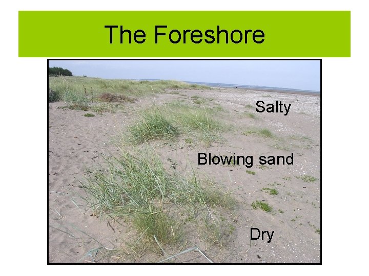 The Foreshore Salty Blowing sand Dry 