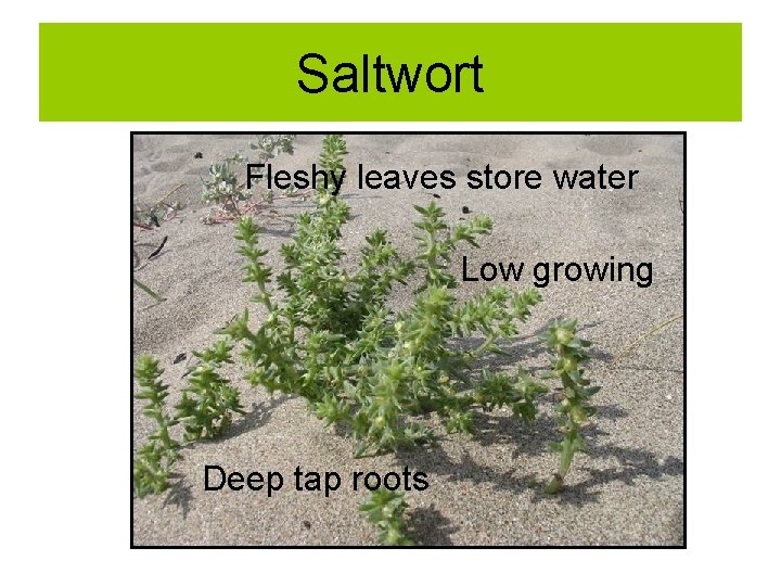 Saltwort Fleshy leaves store water Low growing Deep tap roots 