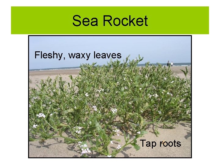 Sea Rocket Fleshy, waxy leaves Tap roots 