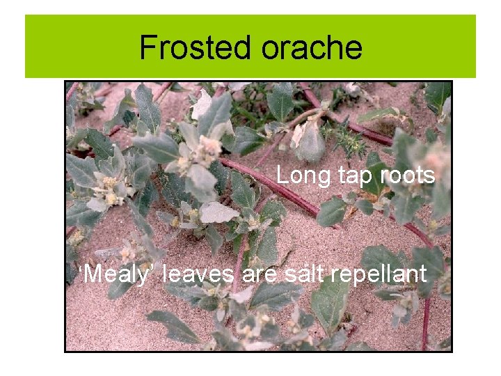 Frosted orache Long tap roots ‘Mealy’ leaves are salt repellant 