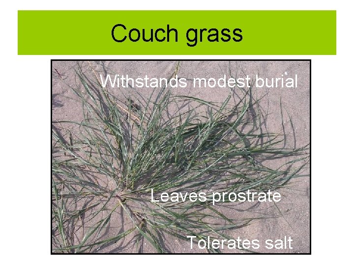 Couch grass Withstands modest burial Leaves prostrate Tolerates salt 