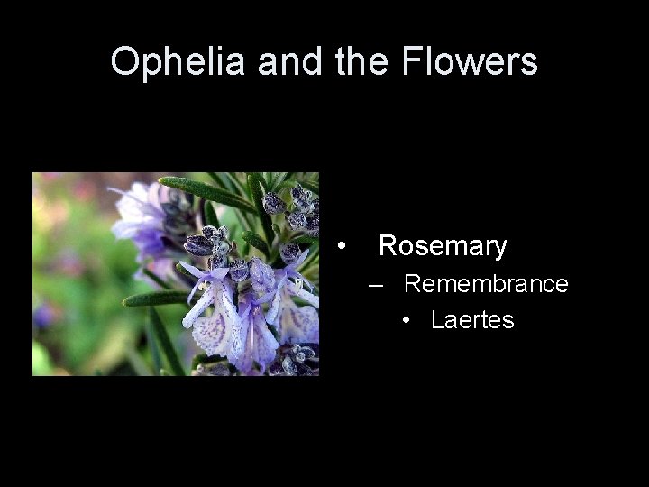 Ophelia and the Flowers • Rosemary – Remembrance • Laertes 