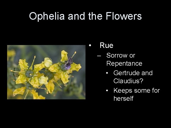Ophelia and the Flowers • Rue – Sorrow or Repentance • Gertrude and Claudius?