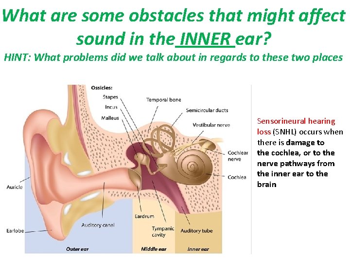 What are some obstacles that might affect sound in the INNER ear? HINT: What