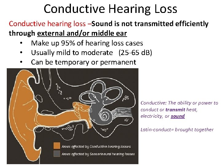 Conductive Hearing Loss Conductive hearing loss –Sound is not transmitted efficiently through external and/or