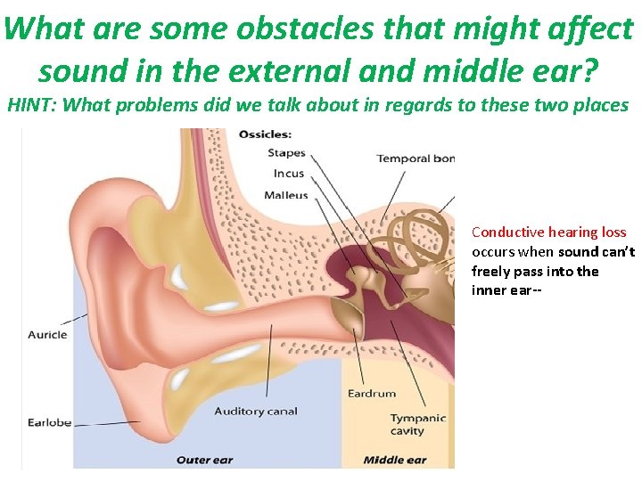 What are some obstacles that might affect sound in the external and middle ear?