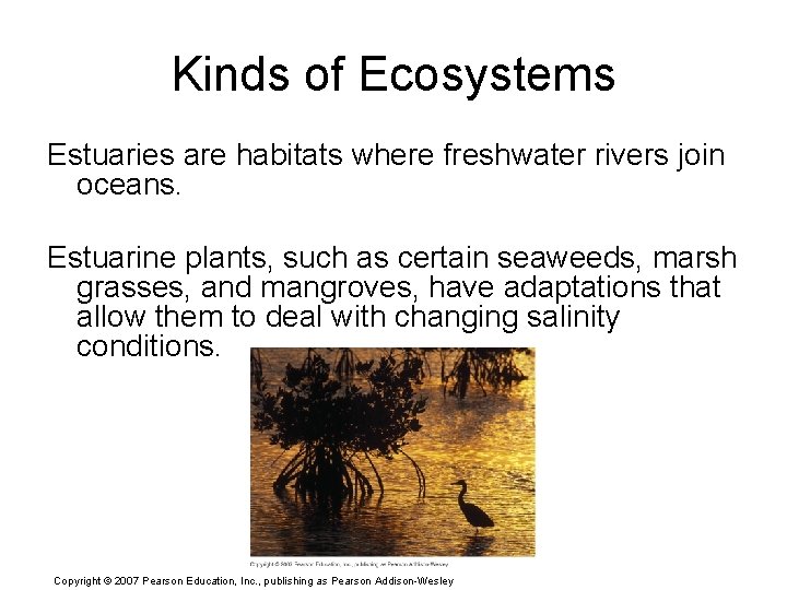 Kinds of Ecosystems Estuaries are habitats where freshwater rivers join oceans. Estuarine plants, such