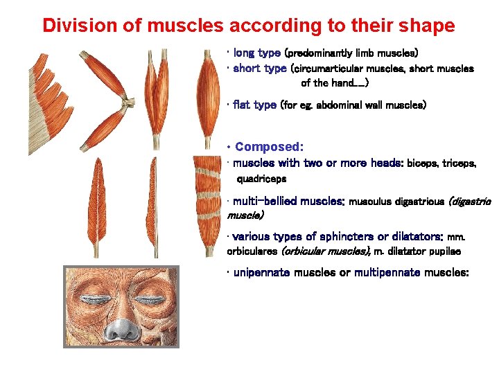 Division of muscles according to their shape • long type (predominantly limb muscles) •