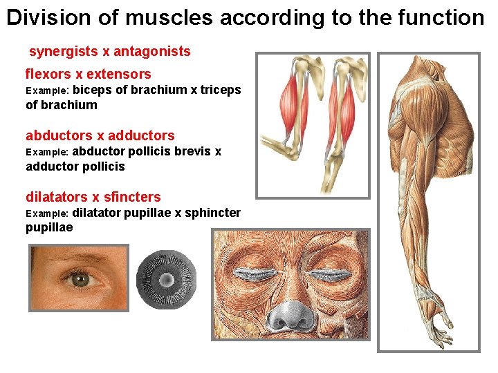 Division of muscles according to the function synergists x antagonists flexors x extensors biceps