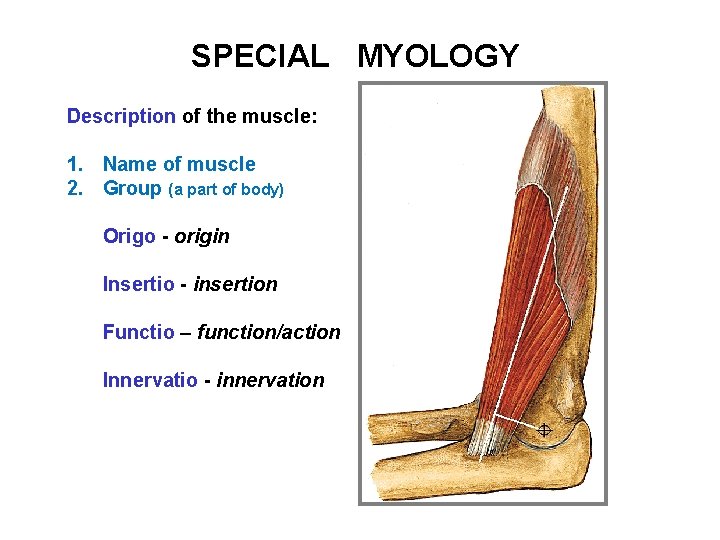 SPECIAL MYOLOGY Description of the muscle: 1. Name of muscle 2. Group (a part