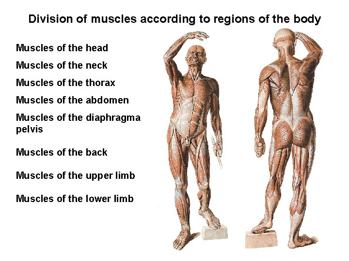 Division of muscles according to regions of the body Muscles of the head Muscles