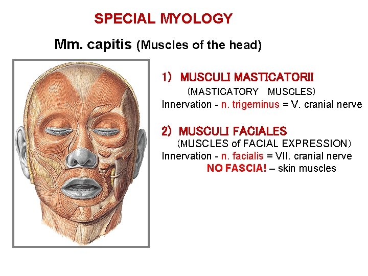 SPECIAL MYOLOGY Mm. capitis (Muscles of the head) 1) MUSCULI MASTICATORII (MASTICATORY MUSCLES) Innervation