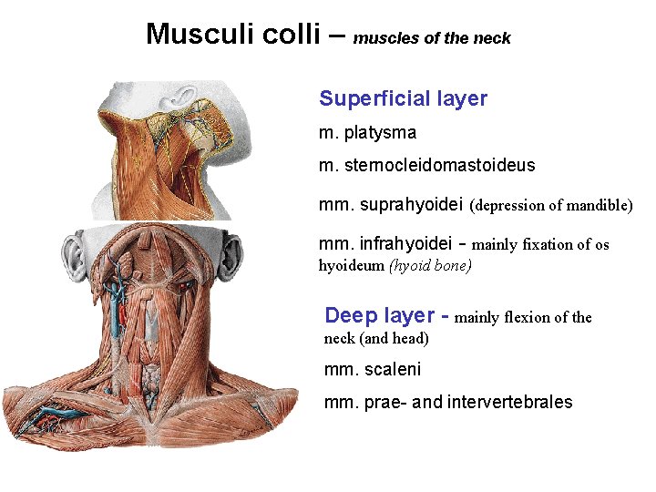 Musculi colli – muscles of the neck Superficial layer m. platysma m. sternocleidomastoideus mm.