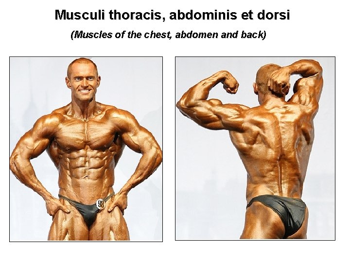 Musculi thoracis, abdominis et dorsi (Muscles of the chest, abdomen and back) 