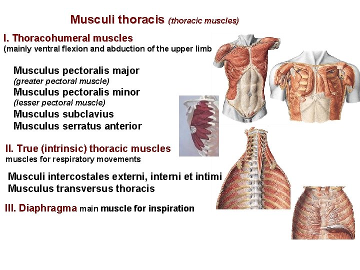 Musculi thoracis (thoracic muscles) I. Thoracohumeral muscles (mainly ventral flexion and abduction of the