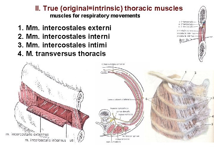 II. True (original=intrinsic) thoracic muscles for respiratory movements 1. Mm. intercostales externi 2. Mm.