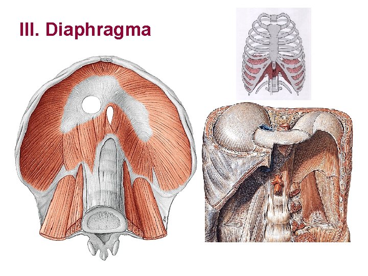 III. Diaphragma 