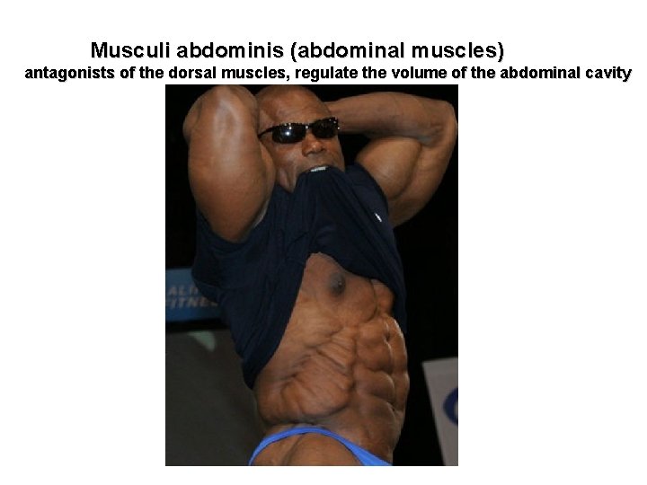 Musculi abdominis (abdominal muscles) antagonists of the dorsal muscles, regulate the volume of the